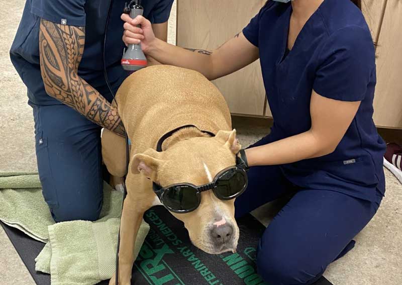Carousel Slide 5: Pet laser therapy treatments