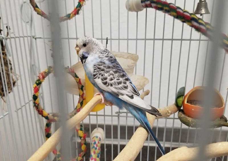 Carousel Slide 5: Pet bird veterinary care