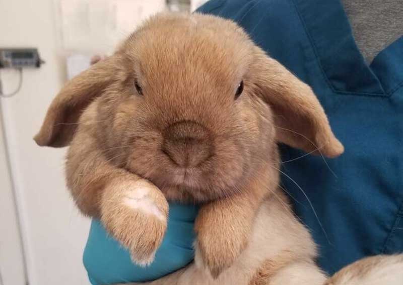 Carousel Slide 4: Pocket pet care