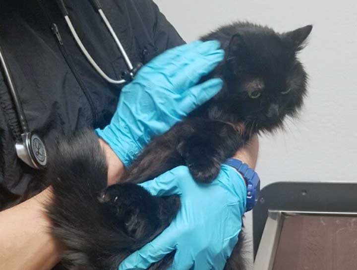 Preventive Care for Cats