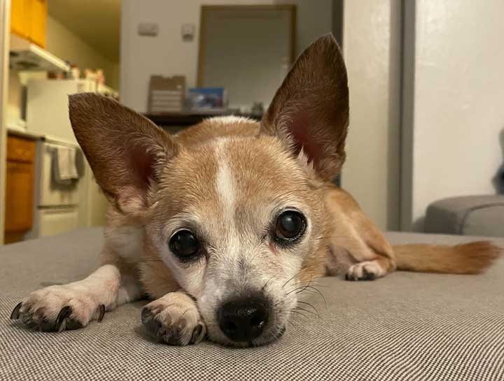 Senior Pet Care