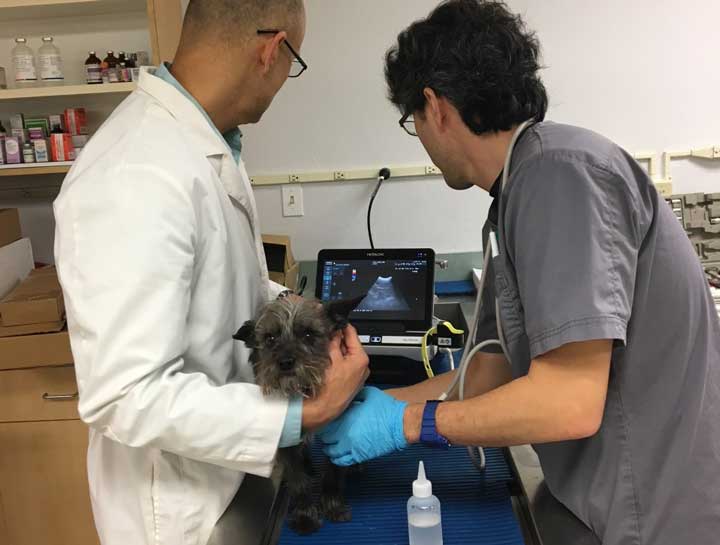 Pet Ultrasound